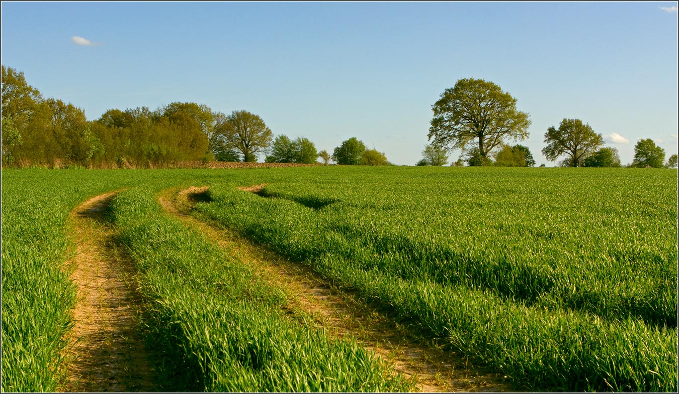 photo "***" tags: landscape, forest, spring