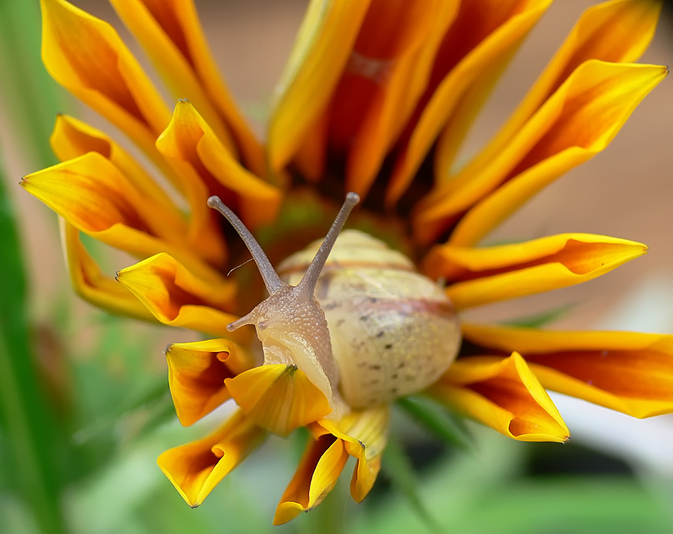 photo "***" tags: macro and close-up, 