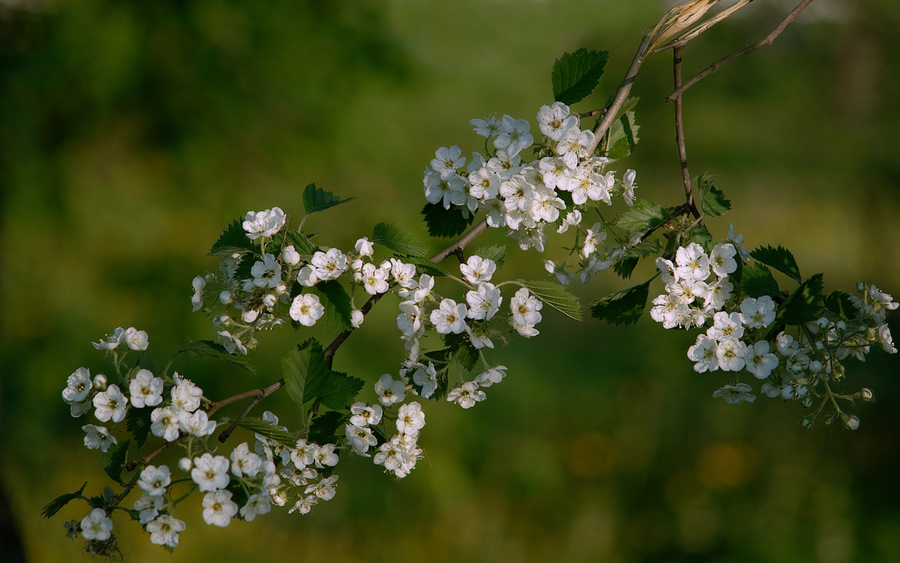 photo "***" tags: landscape, spring