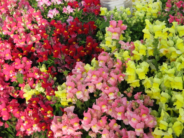 photo "***" tags: nature, flowers