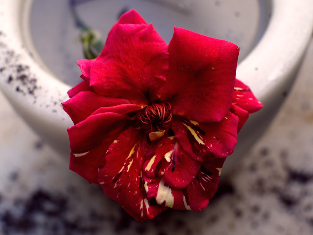 photo "***" tags: nature, flowers