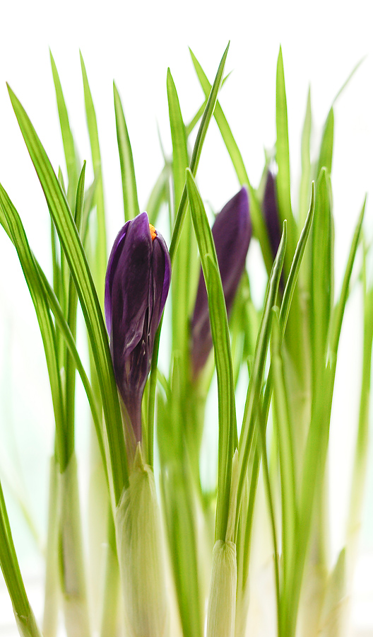 photo "***" tags: nature, flowers