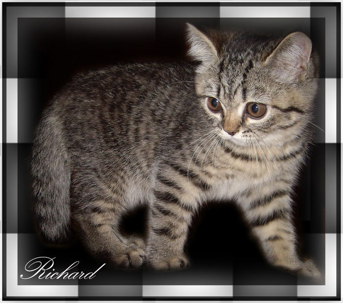 фото "Richard" метки: природа, домашние животные