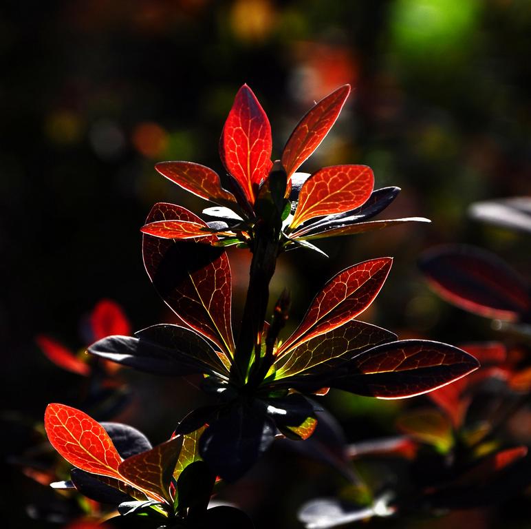 photo "***" tags: nature, flowers