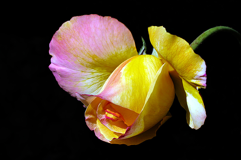 photo "Wakening / Пробуждение" tags: nature, macro and close-up, flowers