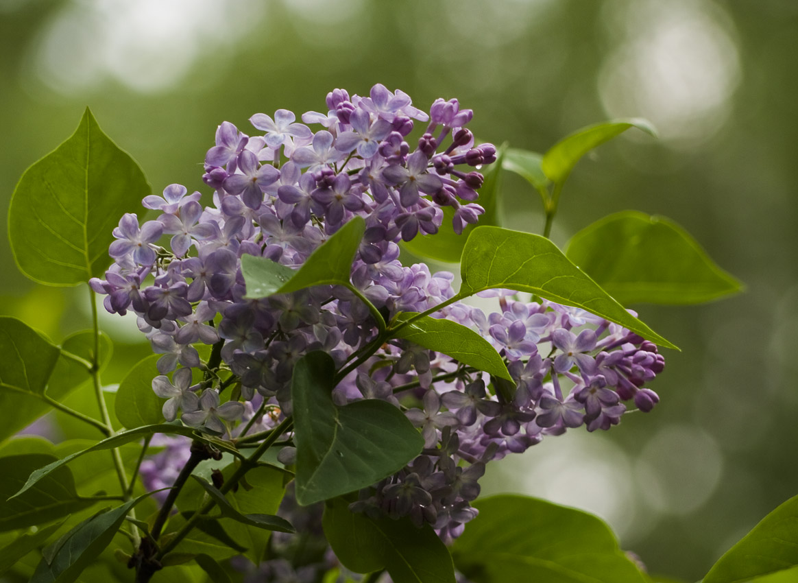 photo "***" tags: nature, macro and close-up, flowers