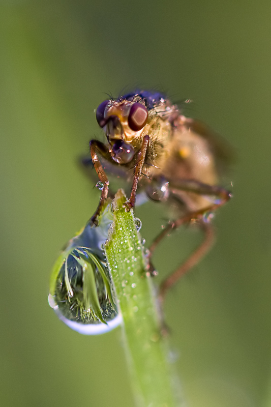 photo "***" tags: macro and close-up, 