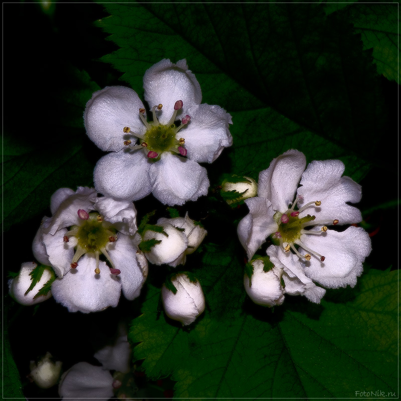 photo "3514" tags: macro and close-up, misc., 