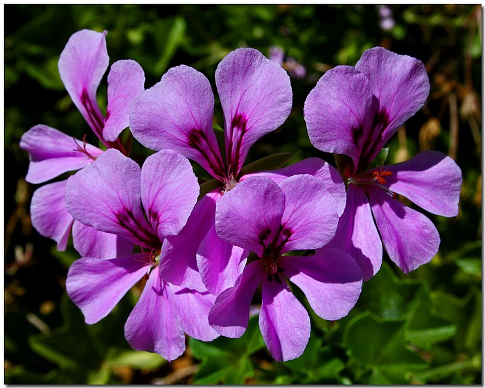 photo "Midair Purps" tags: nature, flowers