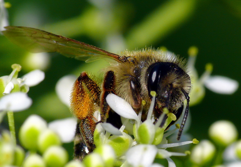 фото "Honey bee" метки: путешествия, природа, Европа, насекомое