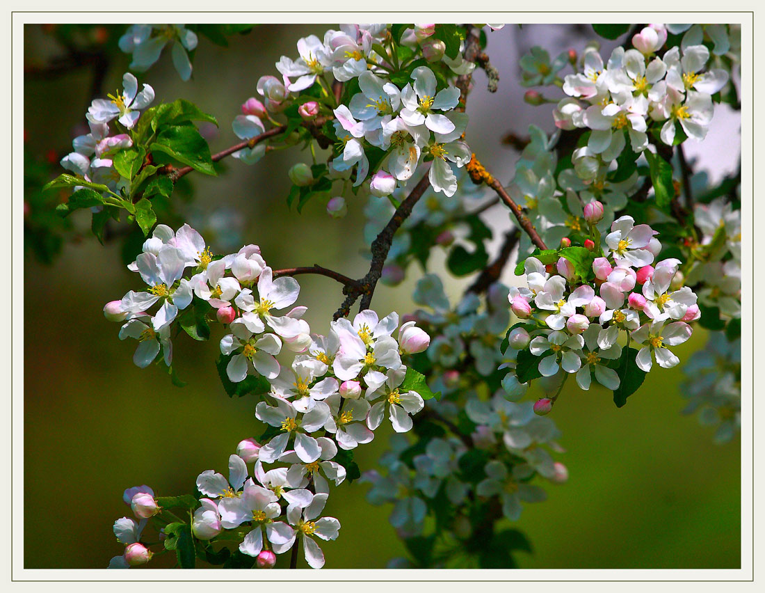 photo "***" tags: nature, flowers