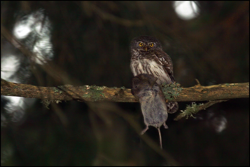 фото "Glaucidium passerinum" метки: природа, дикие животные