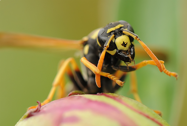 photo "***" tags: macro and close-up, 