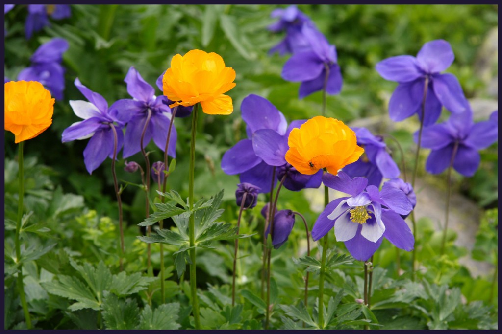 photo "***" tags: nature, flowers