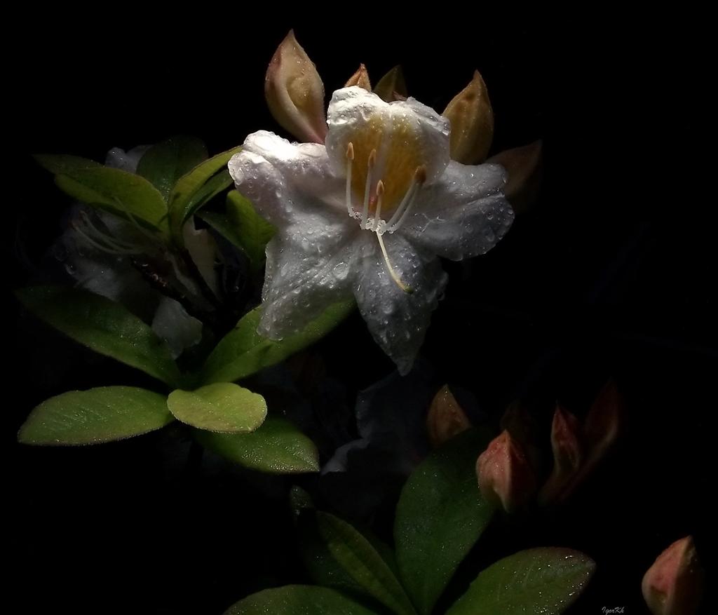 фото "Azalia - 2" метки: природа, цветы