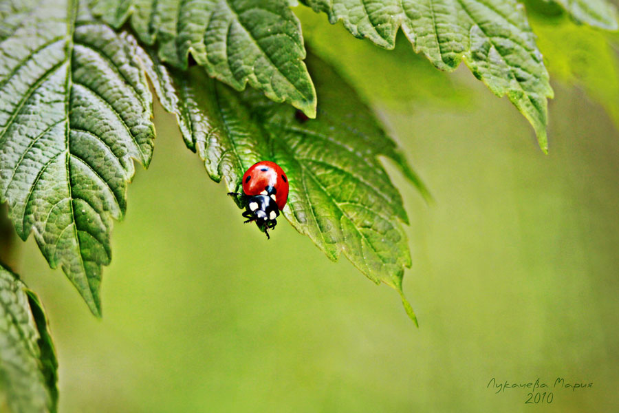 photo "***" tags: nature, insect