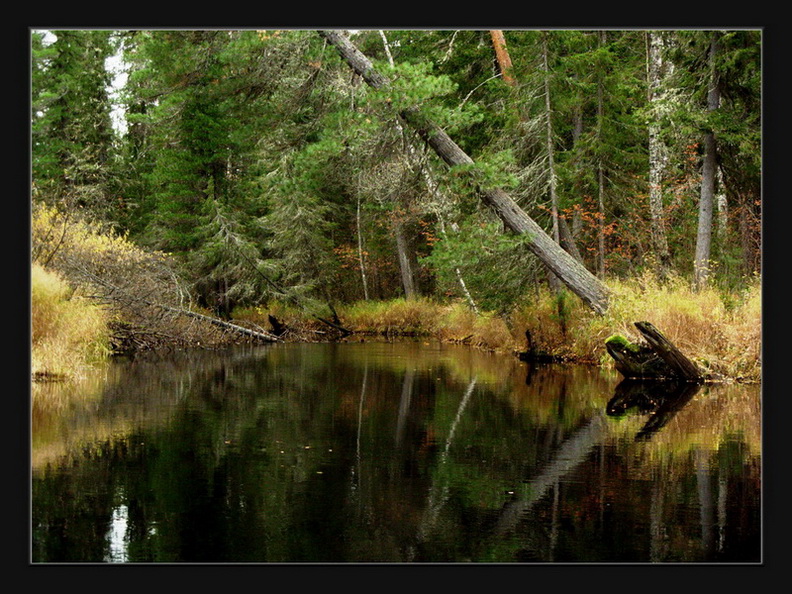 photo "***" tags: landscape, forest