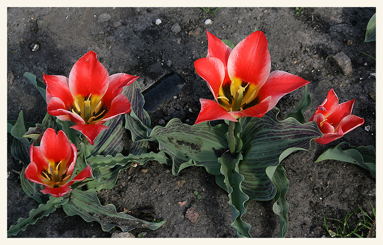 photo "Four" tags: nature, flowers