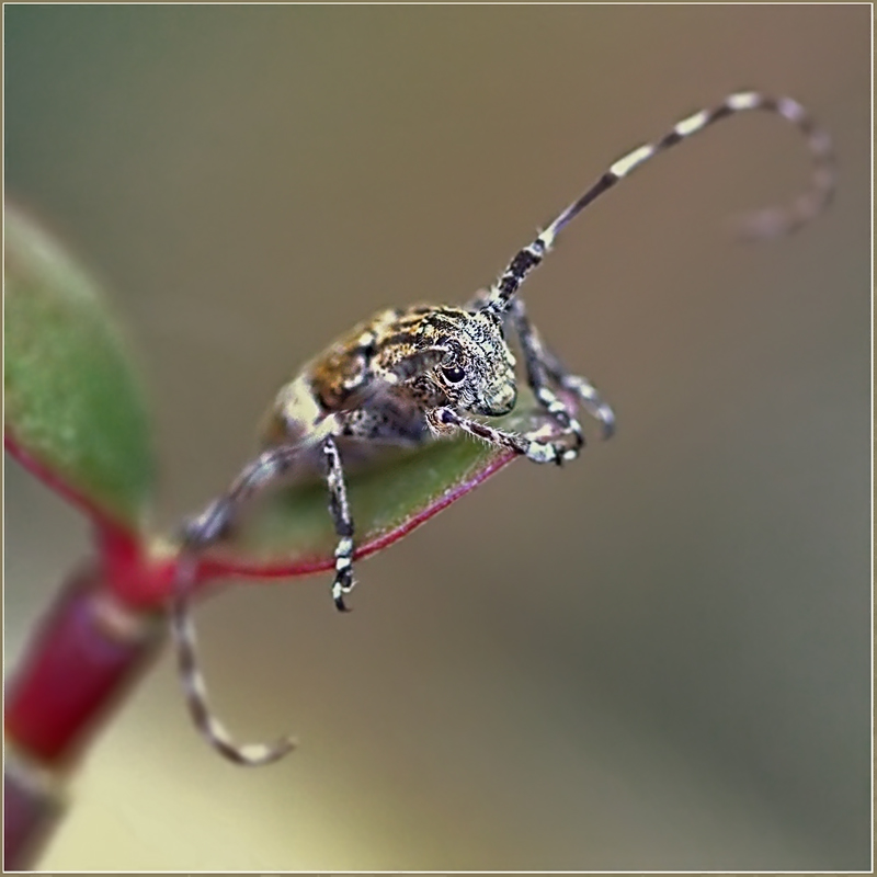 photo "***" tags: nature, macro and close-up, insect