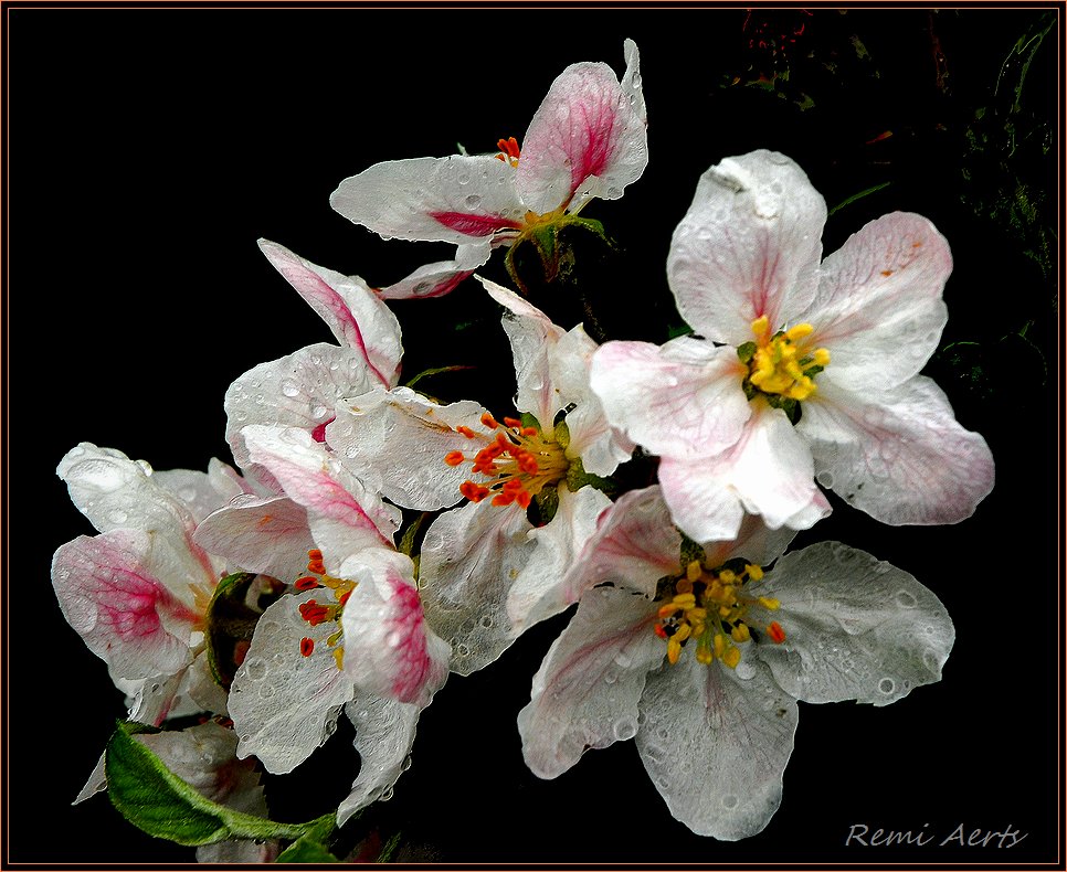 photo "***" tags: nature, fragment, flowers