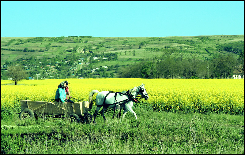 photo "Way home / Путь домой" tags: landscape, reporting, spring