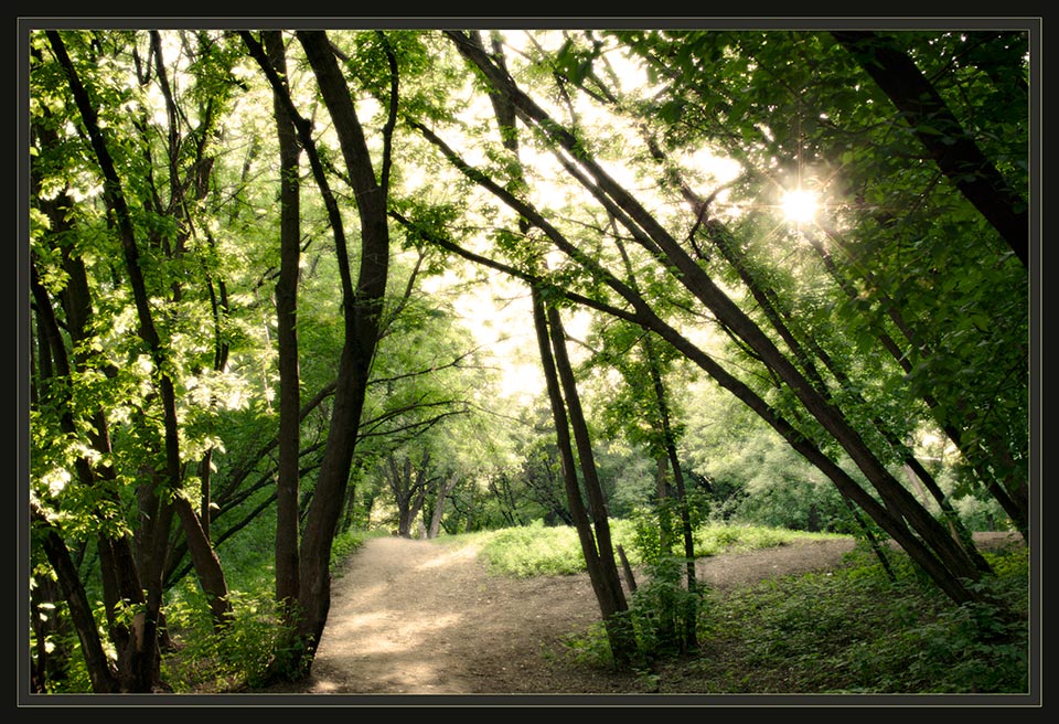 photo "Forest trail" tags: landscape, forest