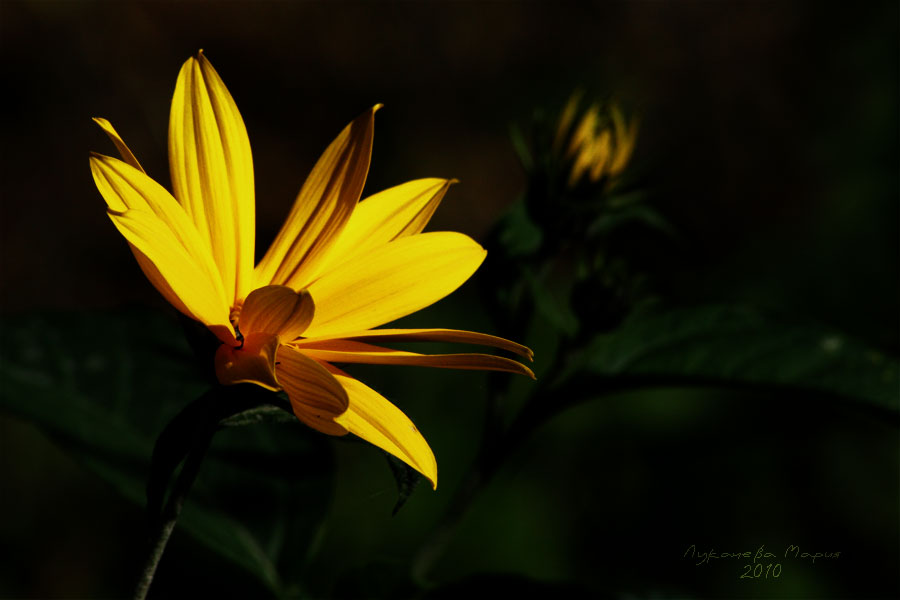photo "***" tags: nature, flowers