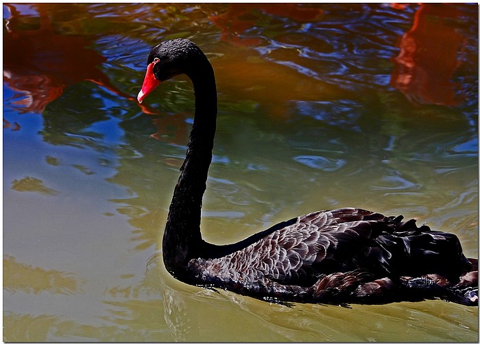 photo "Black Swan" tags: nature, pets/farm animals, wild animals
