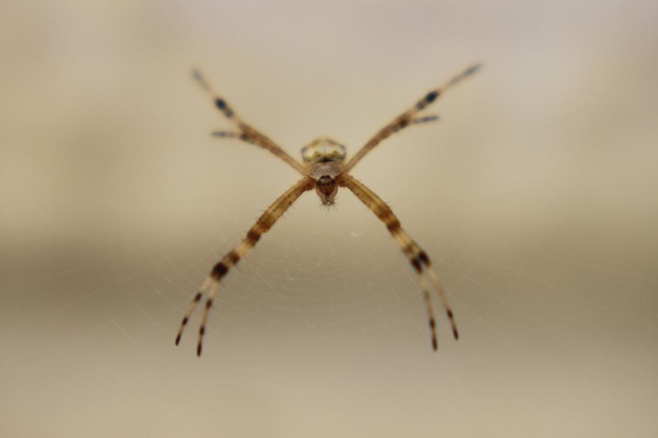 photo "Spider" tags: nature, insect