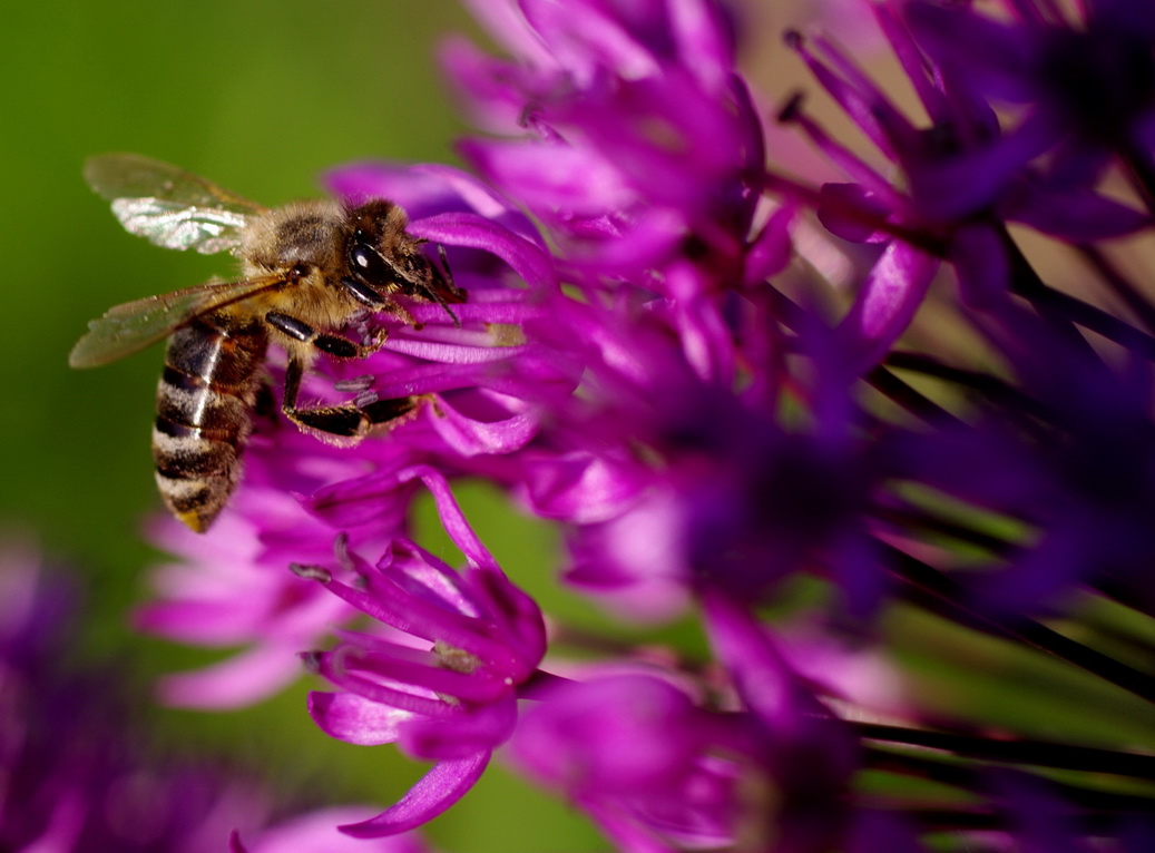 photo "***" tags: macro and close-up, nature, insect