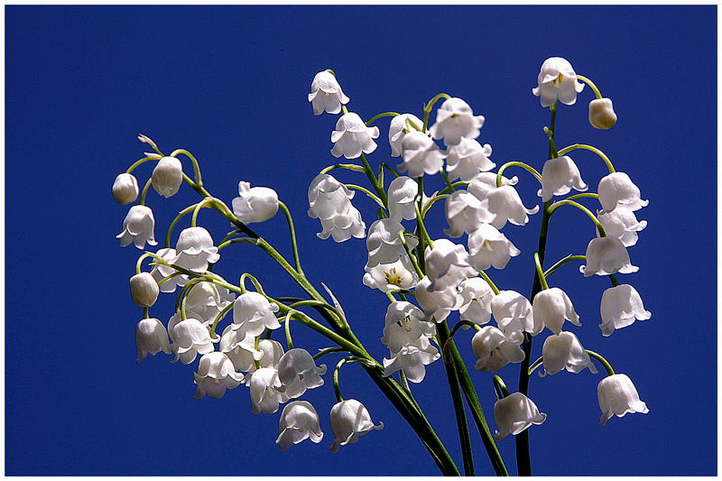 photo "White bells on blue sky / Белые звонки на синем небе" tags: nature, macro and close-up, flowers