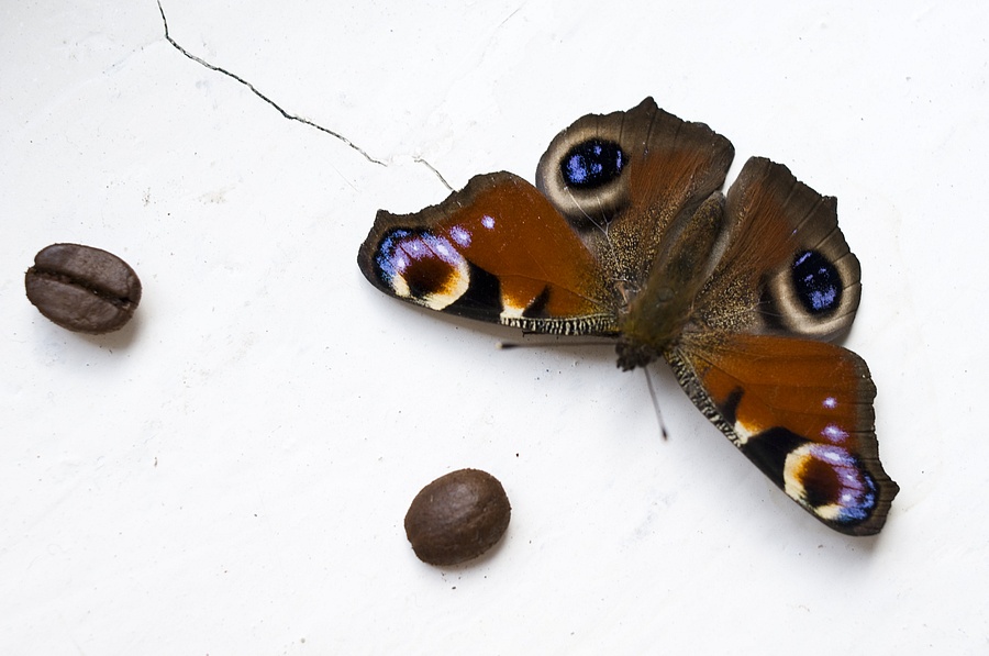 photo "***" tags: nature, insect