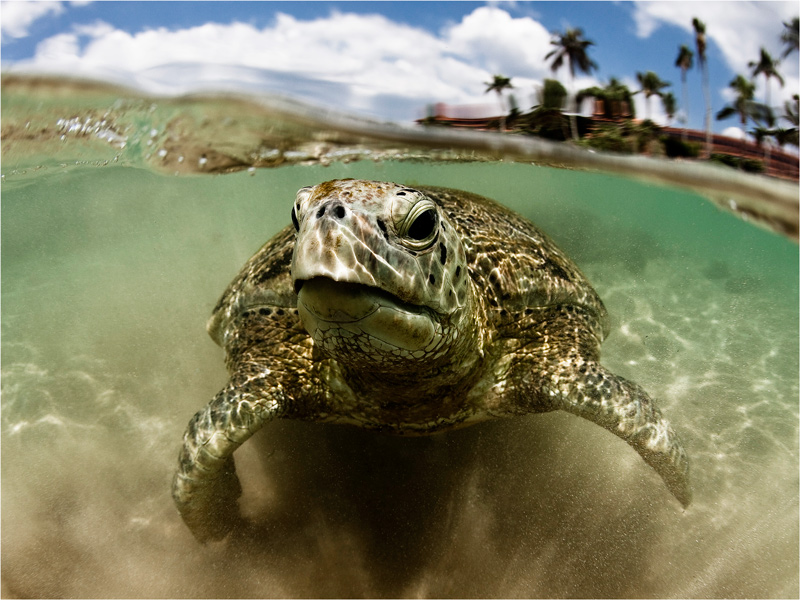 photo "***" tags: underwater, nature, wild animals