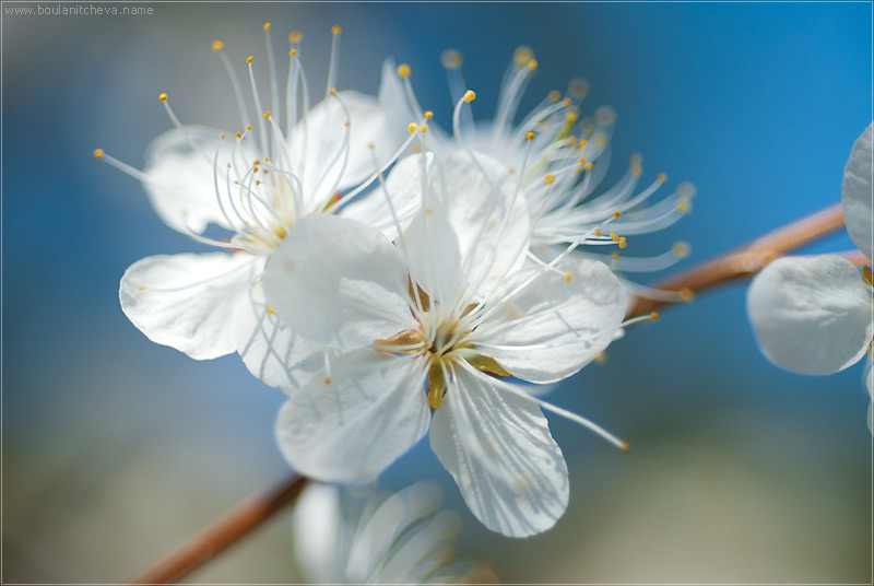 photo "Cherry" tags: macro and close-up, nature, flowers