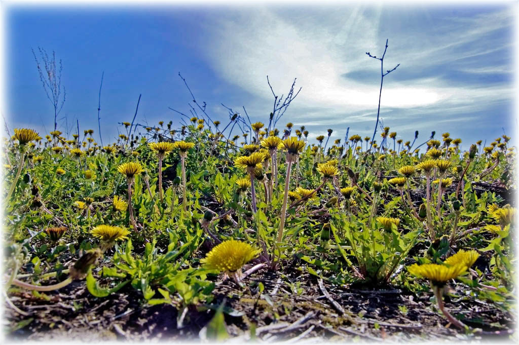 photo "***" tags: landscape, nature, flowers, summer