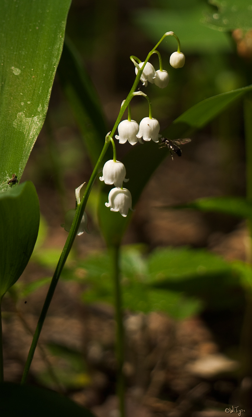photo "Lily of the valley and fly" tags: nature, macro and close-up, flowers