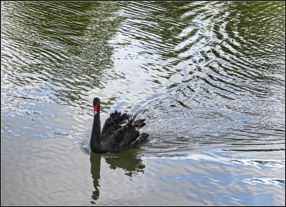 photo "black swan" tags: nature, landscape, water, wild animals