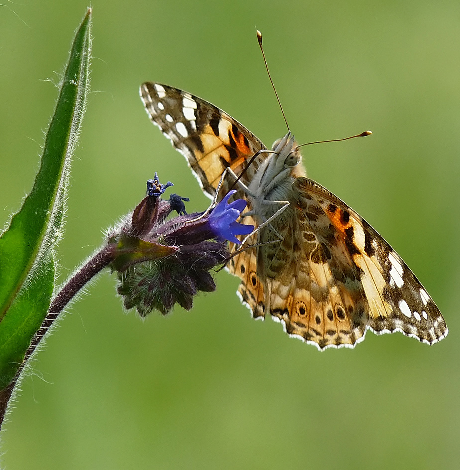 photo "***" tags: nature, insect