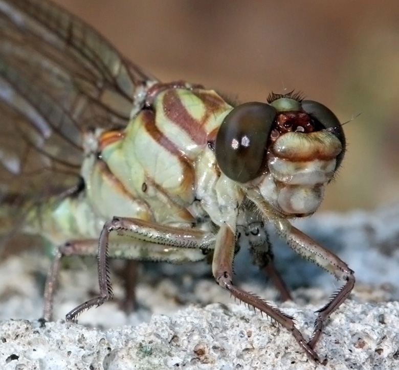 photo "***" tags: nature, macro and close-up, insect