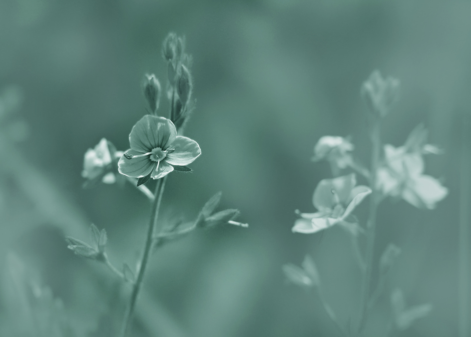 photo "***" tags: nature, macro and close-up, flowers