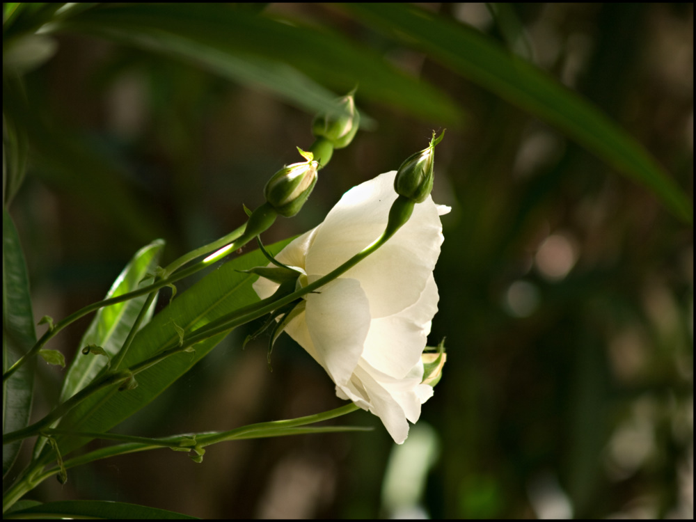photo "Trompeta." tags: nature, flowers