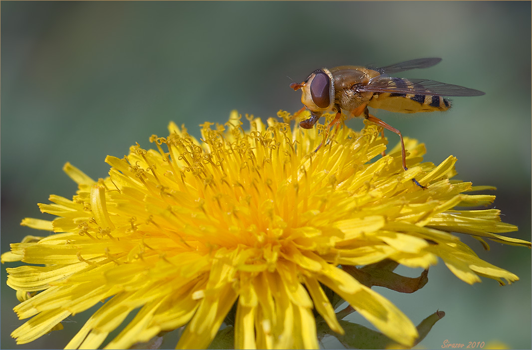 photo "Syrphidae" tags: nature, macro and close-up, 