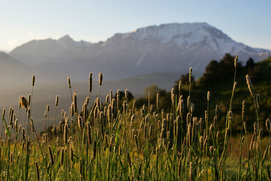 фото "Утренние колоски" метки: пейзаж, природа, горы, цветы