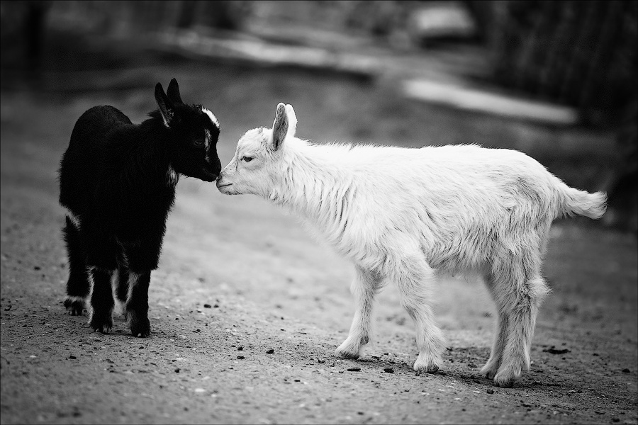 photo "* * *" tags: black&white, nature, pets/farm animals