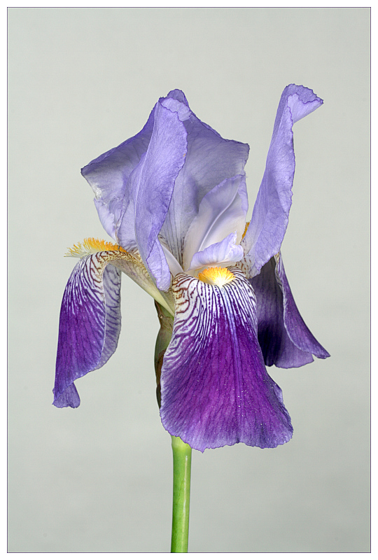 photo "iris" tags: nature, flowers