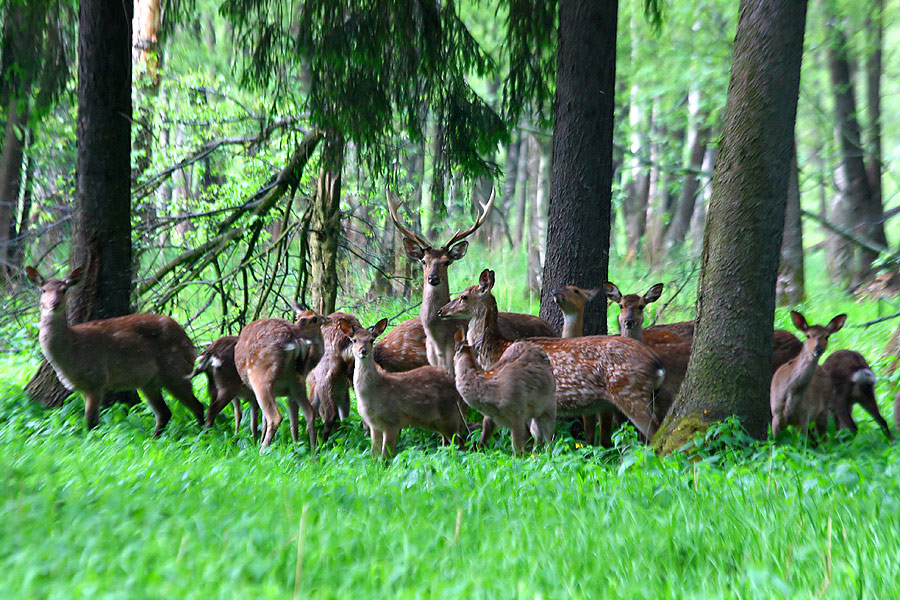 photo "***" tags: nature, wild animals