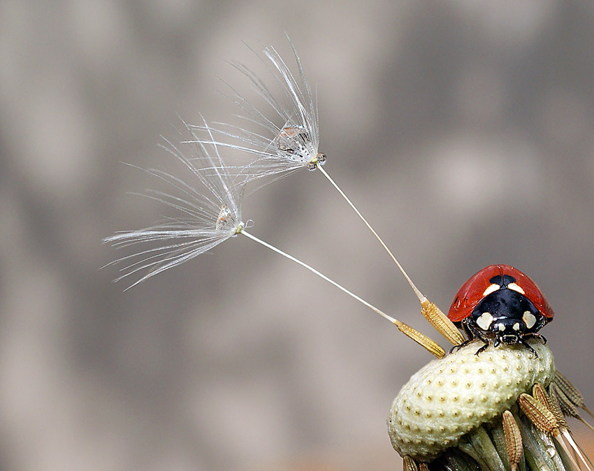 photo "макро божья коровка капли юмор" tags: macro and close-up, humor, 