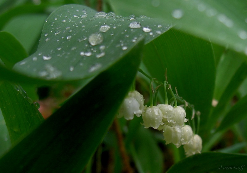 фото "После дождя - 2" метки: природа, цветы