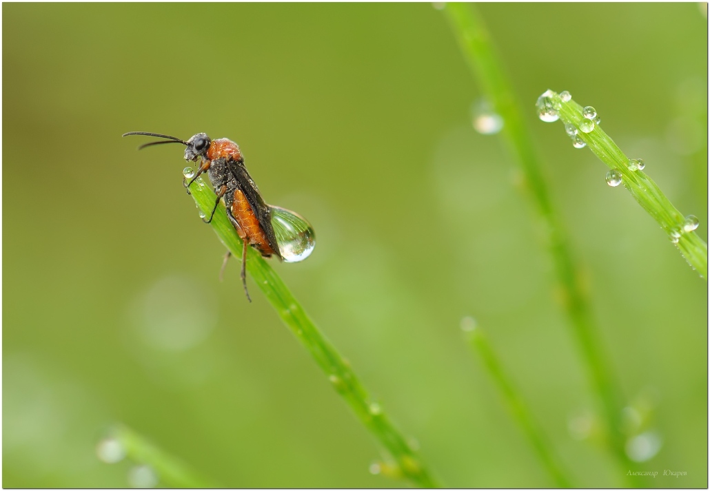 фото "Водовоз" метки: макро и крупный план, природа, насекомое