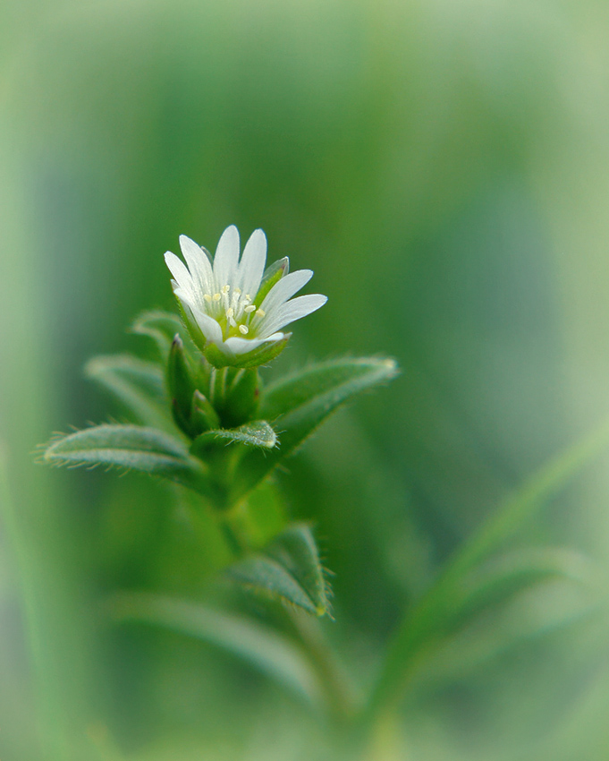 photo "***" tags: nature, flowers